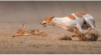 Bài học hay về lương thưởng qua câu chuyện “Thợ săn quản lý bầy chó”